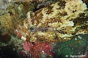 Epinephelus fuscoguttatus  Merou brun marbre-Moga Island Jetty Hoga-10m-20180529nuit-Denis-ADER-DSC_2043_tn